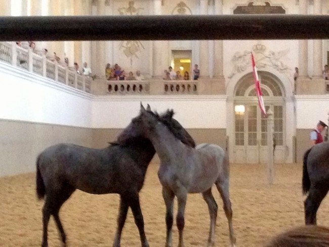 Lipizzaner Horse Buddies in Vienna at the Spanish Riding School.