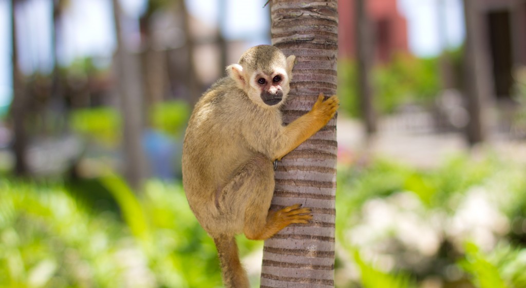 Monkey at Mexico Zoetry Resort