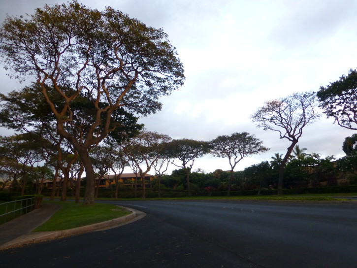 Monkeypod trees along a road leading to Monkeypod Restaurant. 