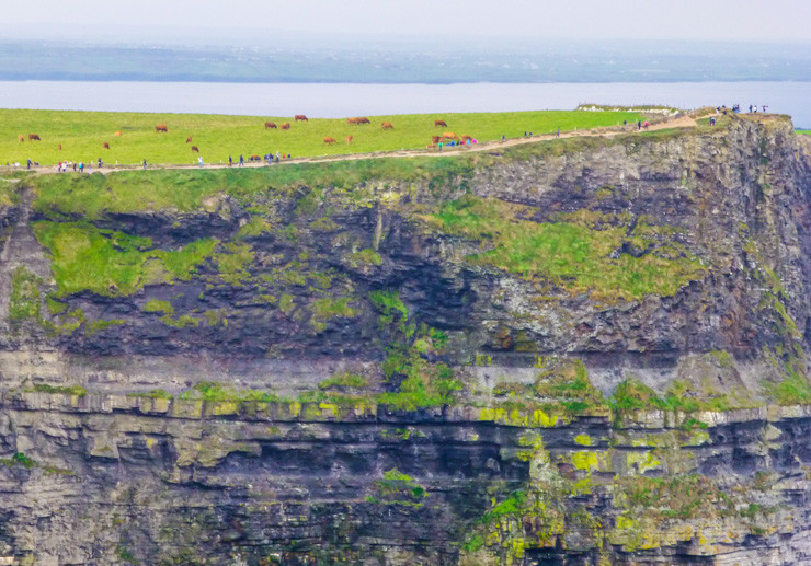 There are also cow on the Cliffs of Moher. 