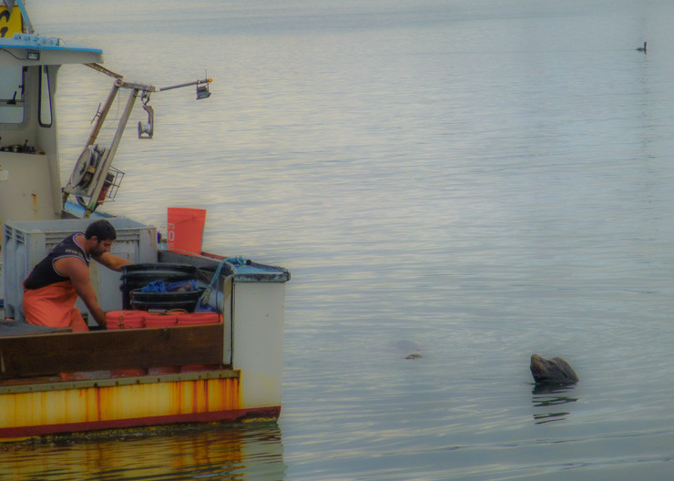 Seal picture from Morro Bay that I love!