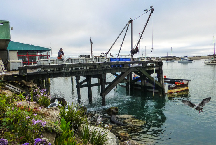 Seals waiting for a bite to eat from local fishermen in Morro Bay, California. 