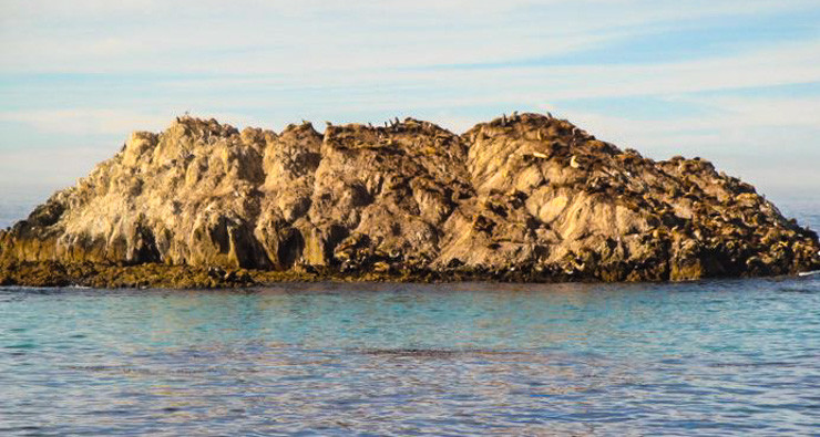Rock off the coast of Monterey, California with tons of seals lounging on it. 