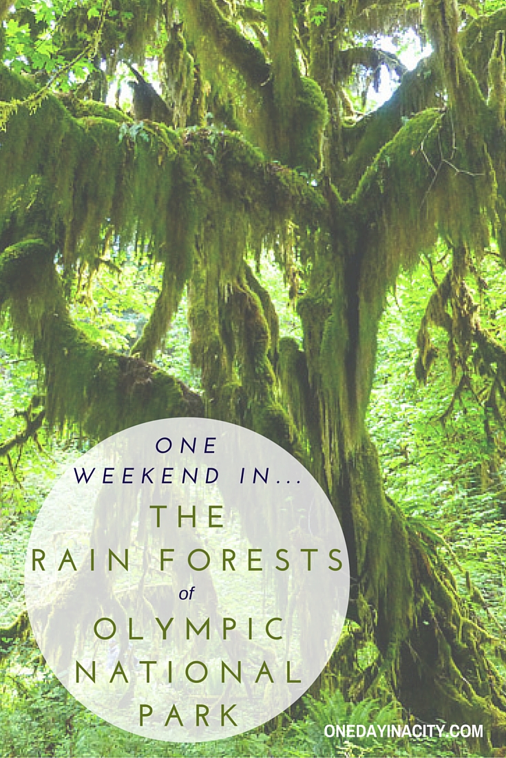 How to Spend a Weekend in the Washington Rain Forests | Quinault and Hoh Rain Forests in Olympic National Park 
