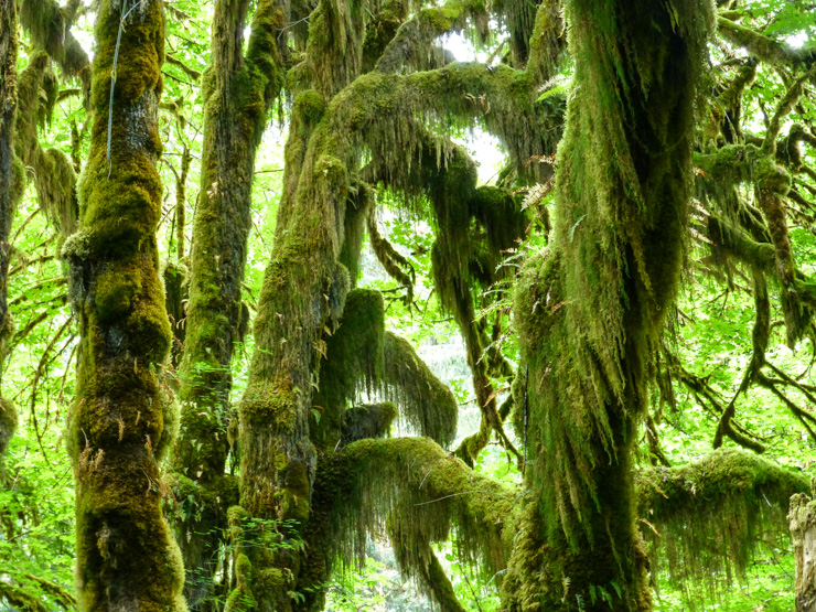 So much moss in the Hoh Rain Forest. 