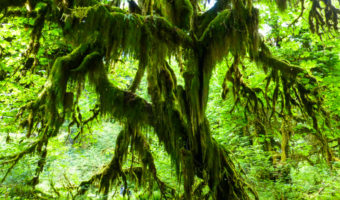 A tree in the Hall of Mosses part of the Trail of Mosses