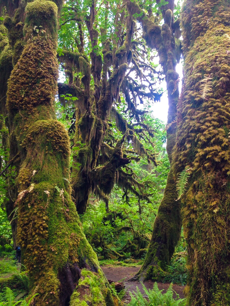 Turn around...and spot more amazing nature in Olympic National Park's Hoh Rain Forest. 