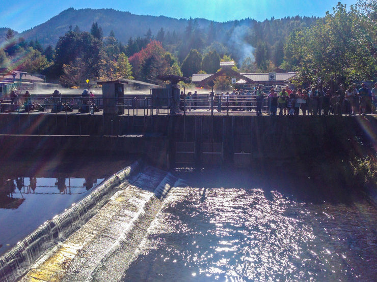 Issaquah Salmon Hatchery