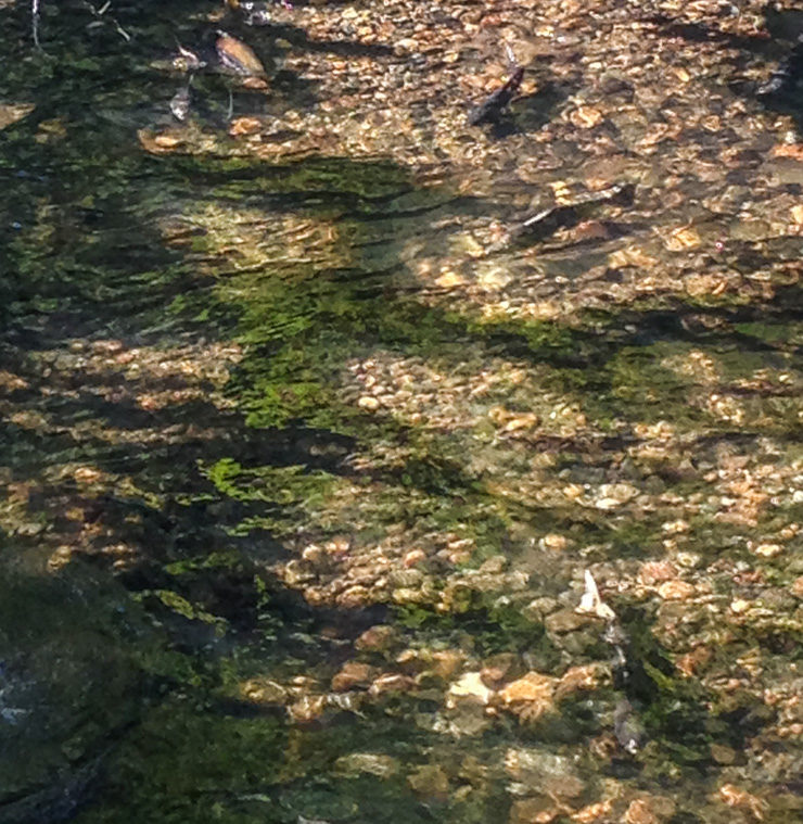 Not the greatest photo quality, I digress, but see if you can spot the salmon in the bottom right hand corner.