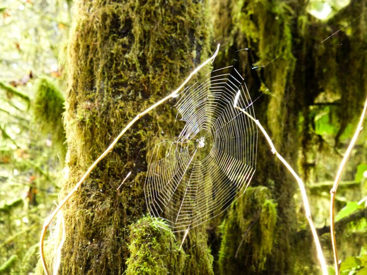 Ooh, such big spider webs to spot while hiking in Washington.