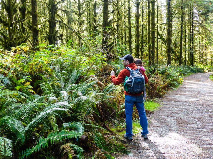 Looking for spiders while hiking in Duvall, Washington.