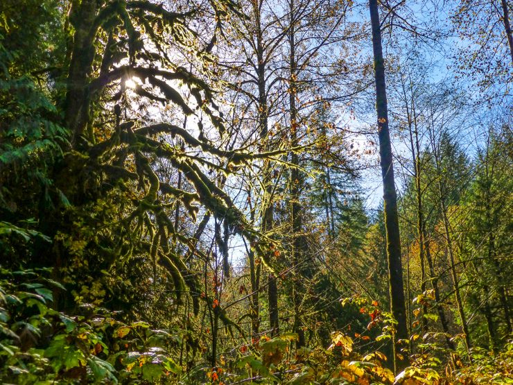 Forest surrounding Cherry Creek Falls Hike. 