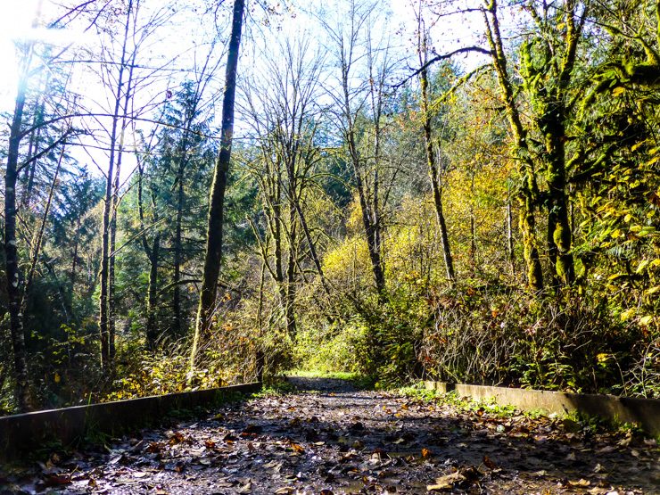 Trail to Cherry Creek Falls in Duvall, Washington.