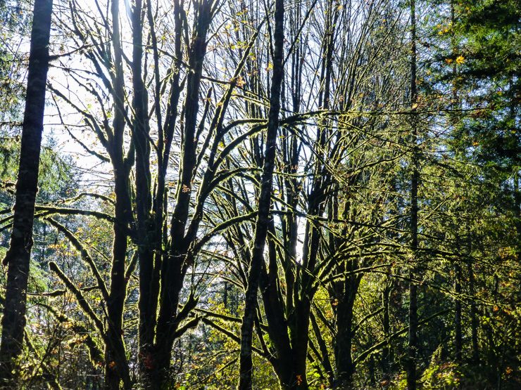 Tips for hiking to Cherry Creek Falls in Duvall, Washington
