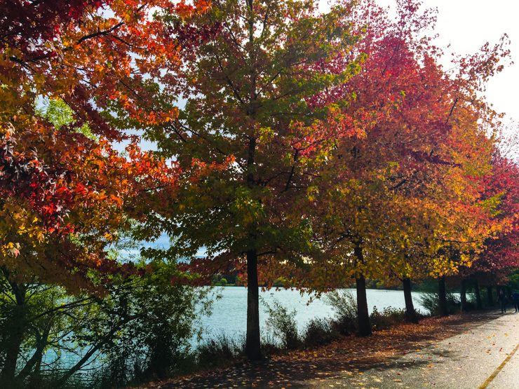 Fall is an extra beautiful time to walk around Green Lake. 