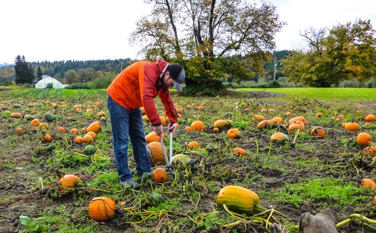 Picking pumpkins quickly before the tractor comes again. 