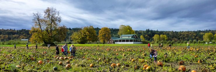 Picking pumpkins at Jubilee Farm in Carnation. 