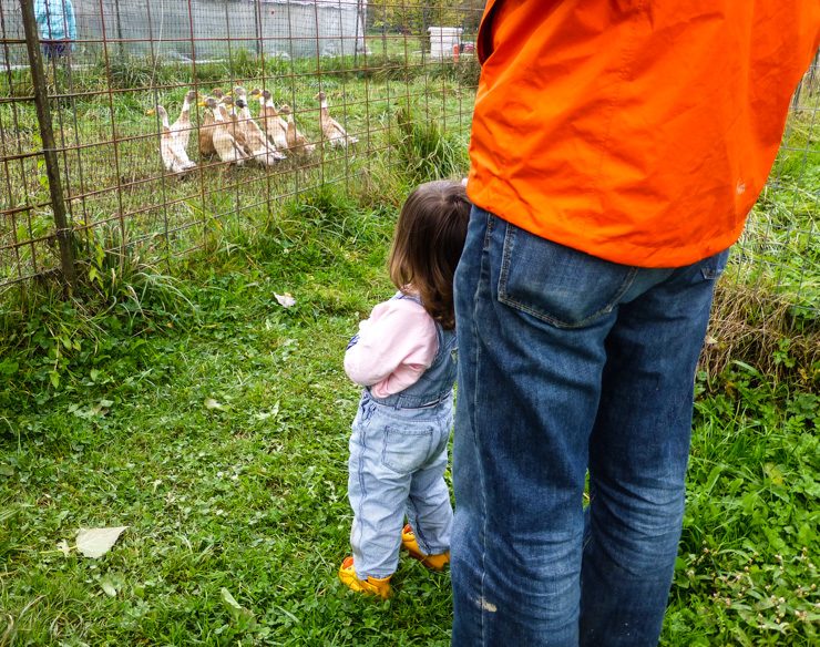 Ducks at Jubilee Farm in Carnation. 