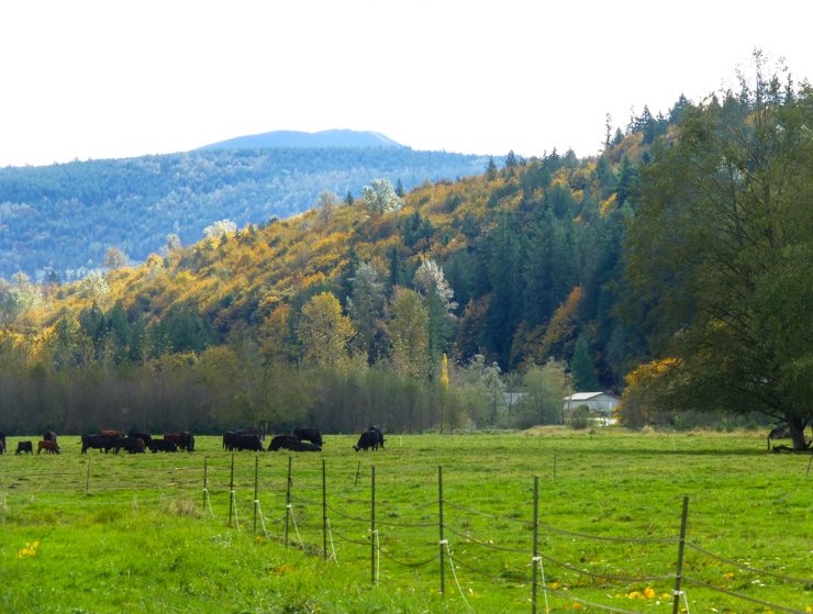 Cows at Jubilee Farm in Carnation