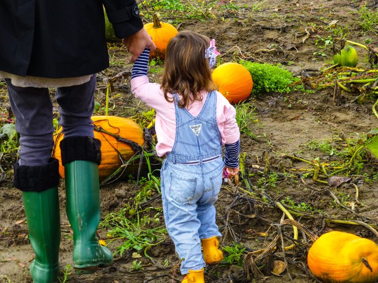 Pumpkin Patch Picking on Seattle's Eastside at Jubilee Farm. 