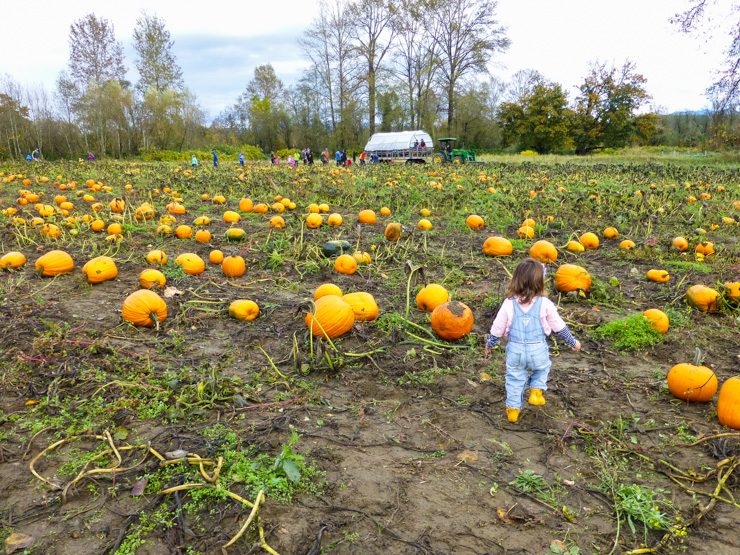 Silly parents, who cares about pumpkins when there are TRACTORS?! 