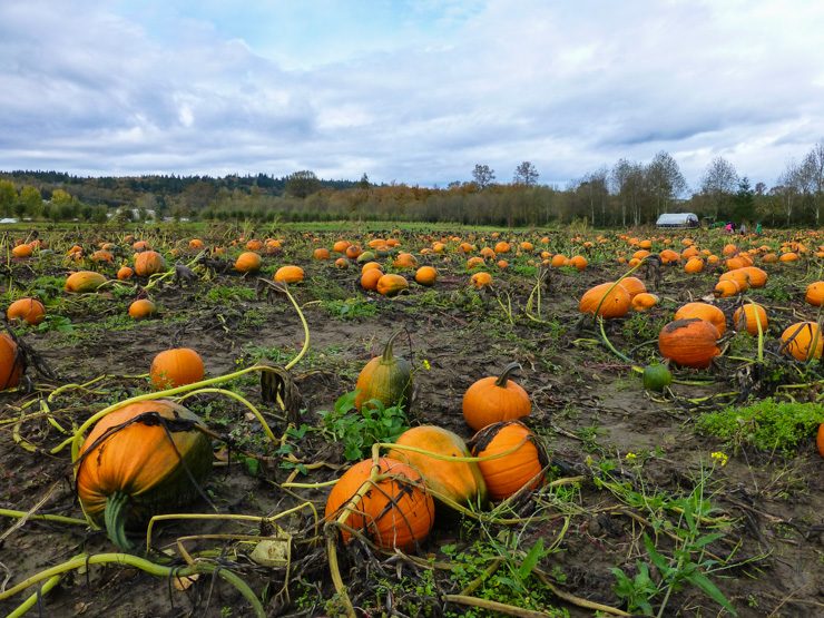 Pretty little farm with cute little pumpkin patch. 