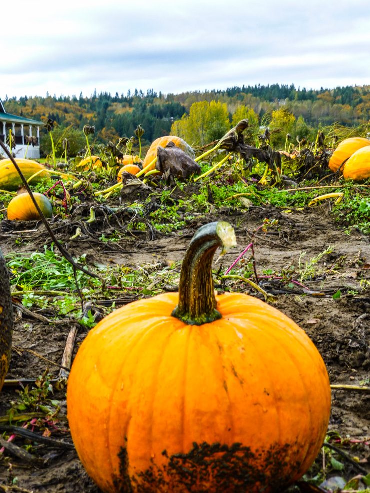 Pumpkins get picked fast on the Seattle Eastside. 