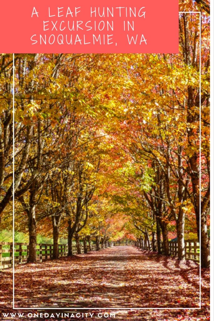 Where to find this amazing autumn tree tunnel in Snoqualmie, Washington + more pictures of the incredible foliage. 