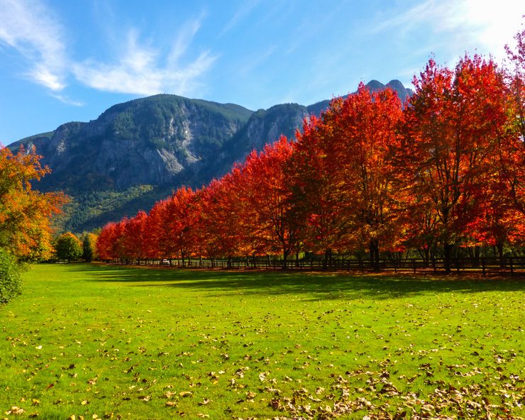 Rockwood Farm Autumn Leaves in the Pacific Northwest