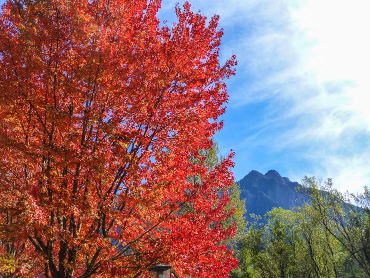 Fall Tree at Rockwood Farm in Snoqualmie, Washington