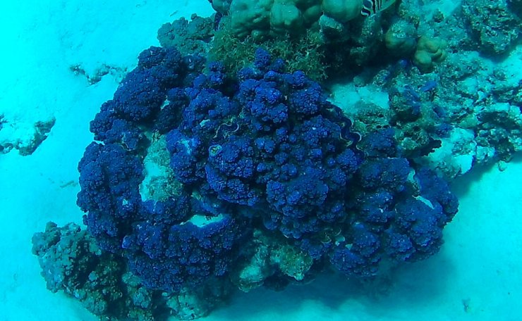 Iridescent clams seen in the Bora Bora lagoon while scuba diving. 