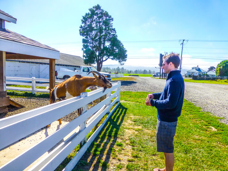 Feeding goats.