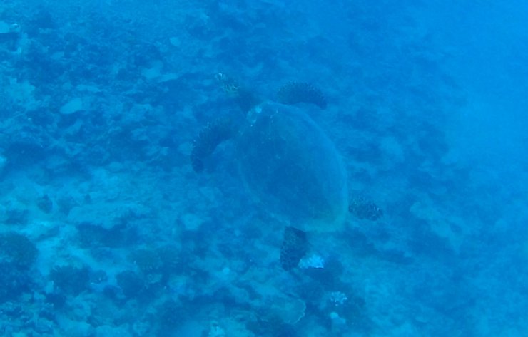 Sea Turtle spotted while scuba diving near Moorea in French Polynesia. 