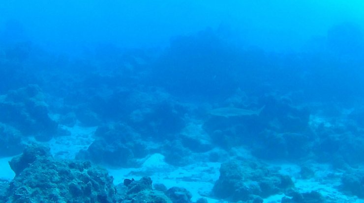 My first shark sighting while scuba diving. 