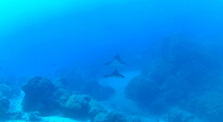 Stingrays in the lagoon off the coast of Bora Bora.