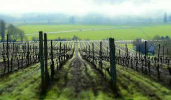 Wineries and More in McMinnville, Oregon