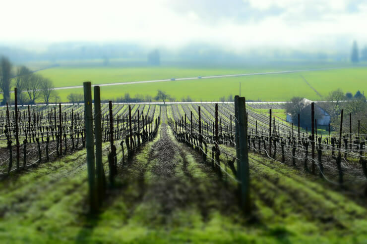 Wineries and More in McMinnville, Oregon