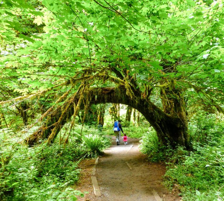 Hoh Rain Forest in Olympic National Park, Washington