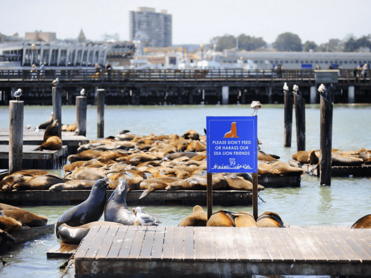 A 1 day in San Francisco itinerary should include seeing the seals lounging on docks by Pier 39 in Fisherman's Wharf, San Francisco