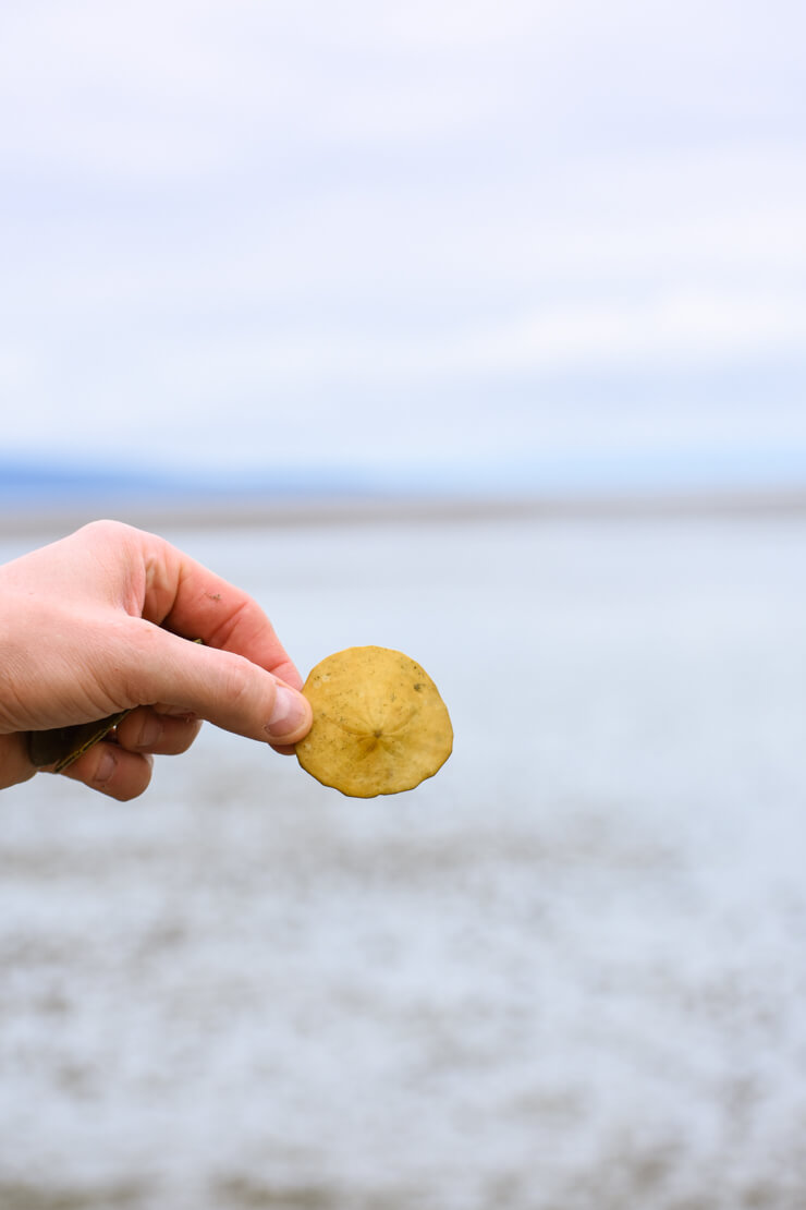 Sand Dollar found on the beach in Parksville during low tide.