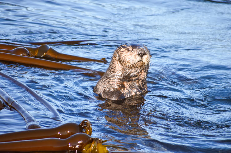 Sea otter spotted during a Vancouver Island whale watching tour. 