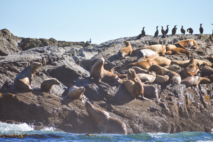 Sea lions on a whale watching tour from Tofino, British Columbia