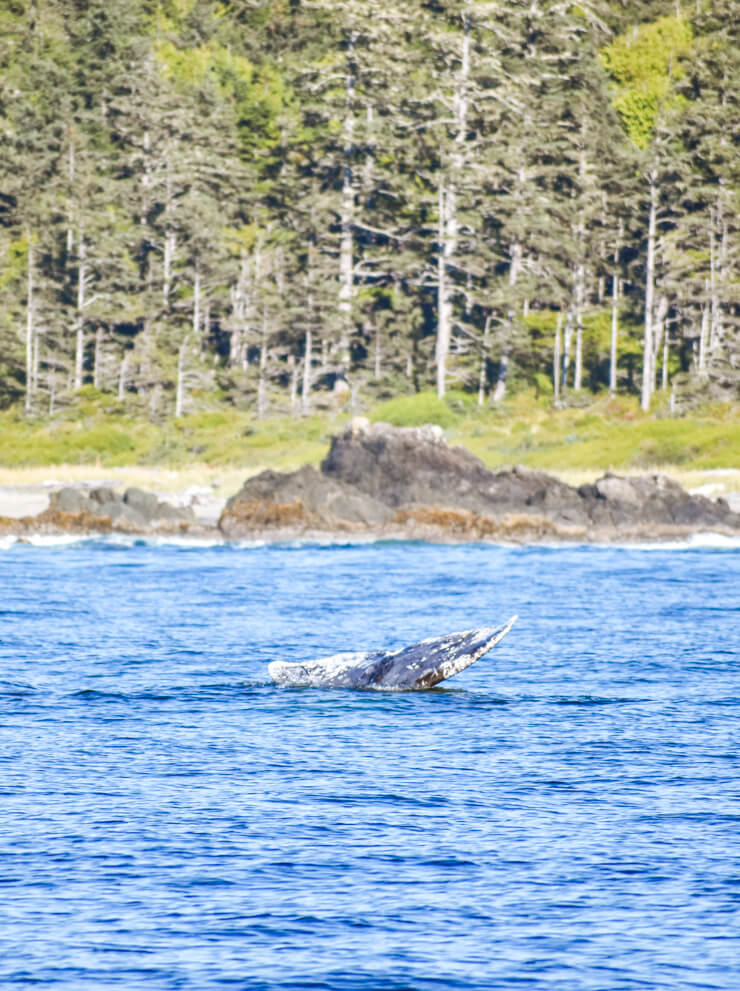 work and travel vancouver island