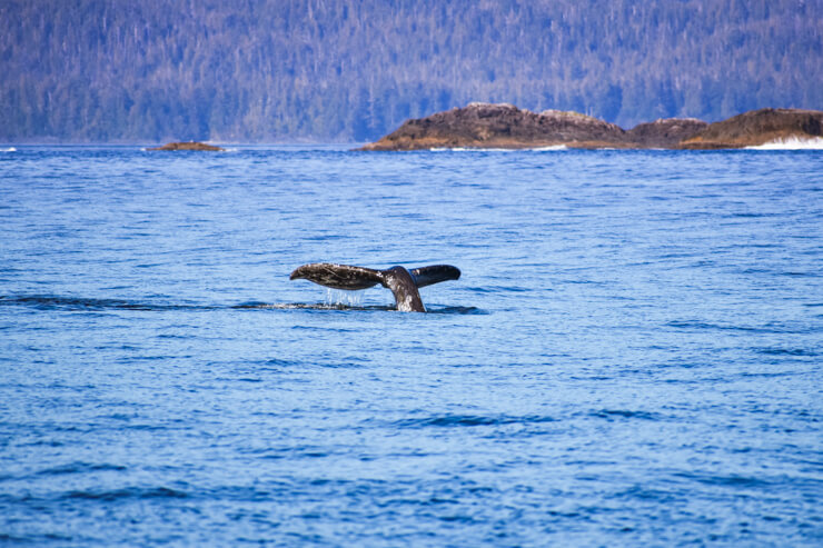 Beautiful blue whale spotted during a whale watching tour from Tofino, Vancouver Island