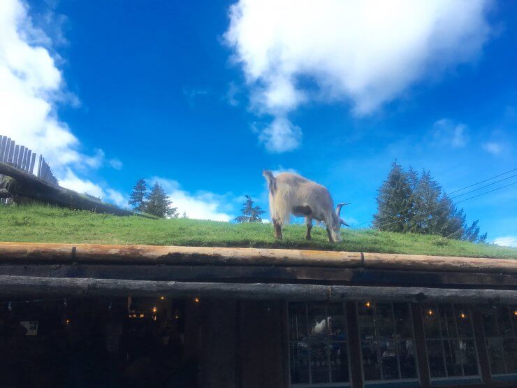 Goats on the Roof in Vancouver Island