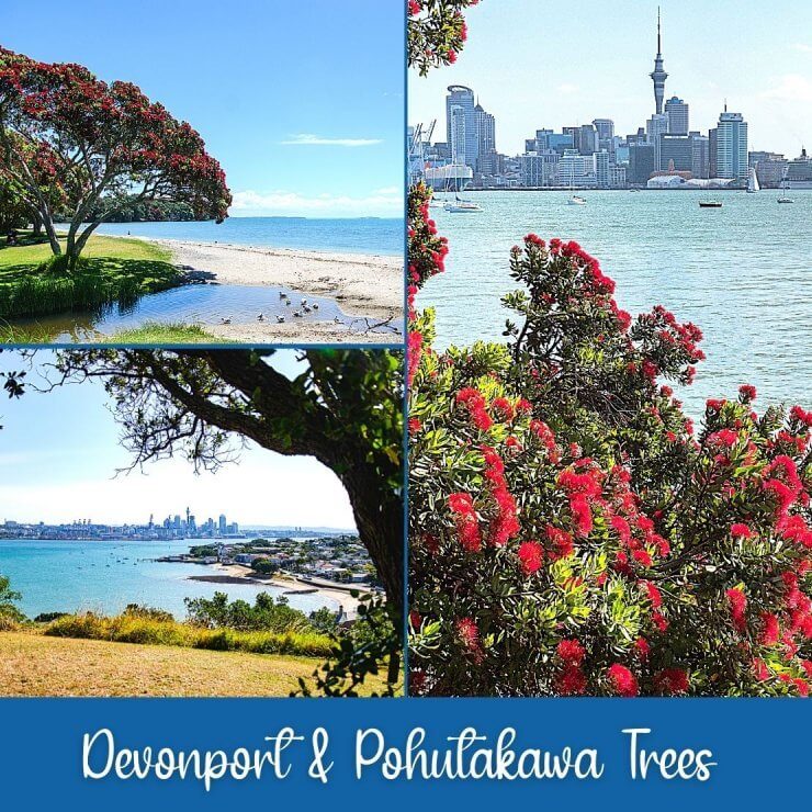 Pohutakawa Trees are lovely trees to see in Auckland, especially when they're flowering. A popular place to see them is along the Devonport Beach. 