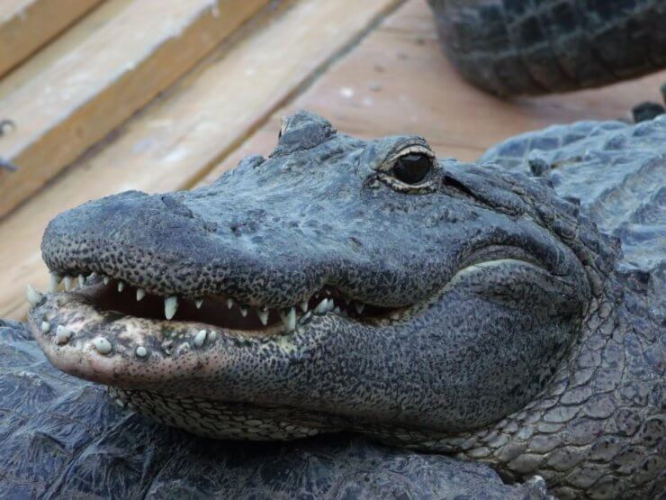 Close-up of an alligator at Gatorland in Orlando, Florida