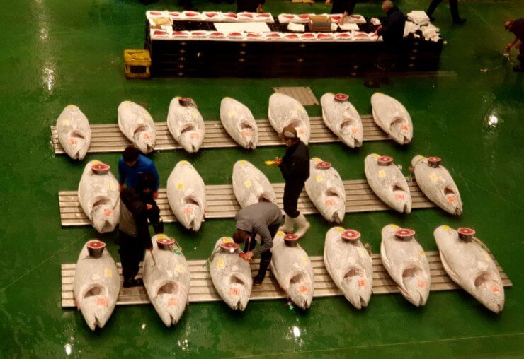 Buyers Checking Quality at the Tuna Auction at the Toyosu Market in Tokyo