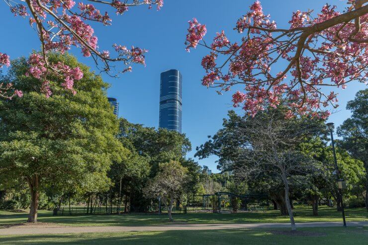 Pink cherry blossoms with skyscrapers in the background at the City Botanic Garden in Brisbane. 