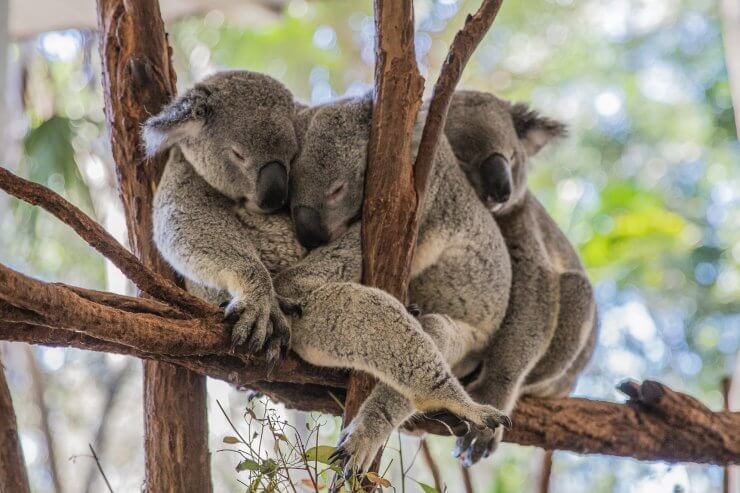 Cute and cuddly Koala Bears in Brisbane at Lone Pine Koala Sanctuary. If you love koalas, you can't miss a stop here during a day in Brisbane. 